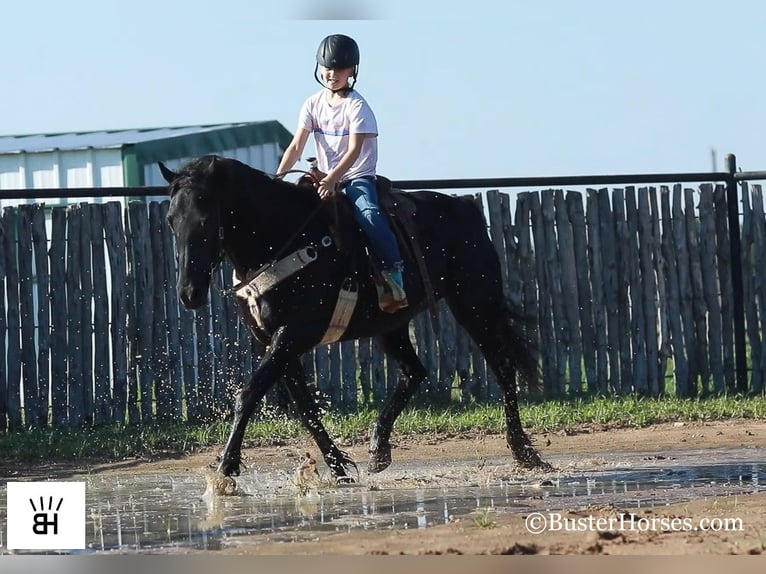 American Quarter Horse Gelding 14 years 14,3 hh Black in Weatherford TX