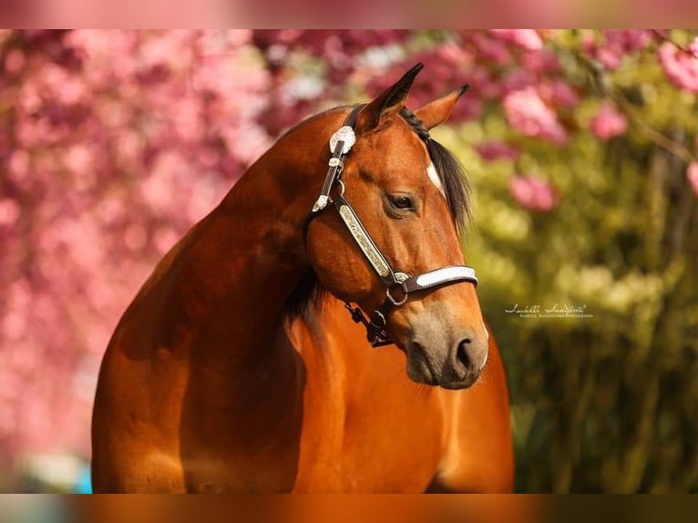 American Quarter Horse Gelding 14 years 14,3 hh Brown-Light in Bottrop