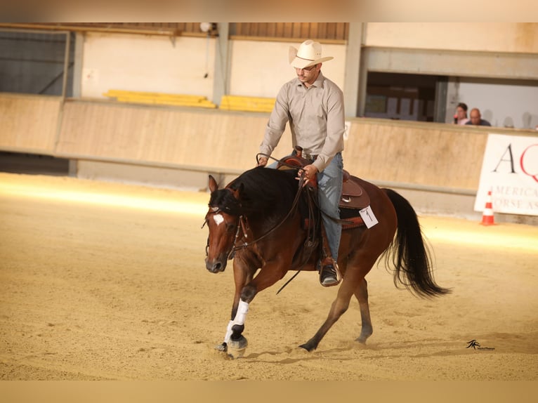 American Quarter Horse Gelding 14 years 14,3 hh Brown-Light in Bottrop