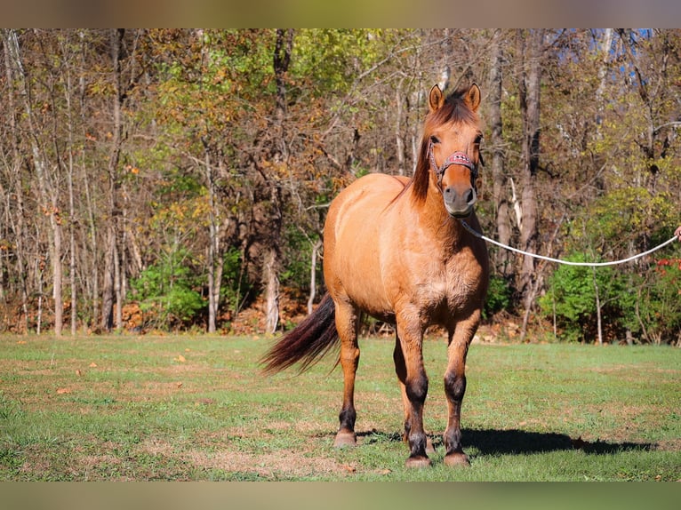 American Quarter Horse Gelding 14 years 14,3 hh Buckskin in Flemingsburg kY