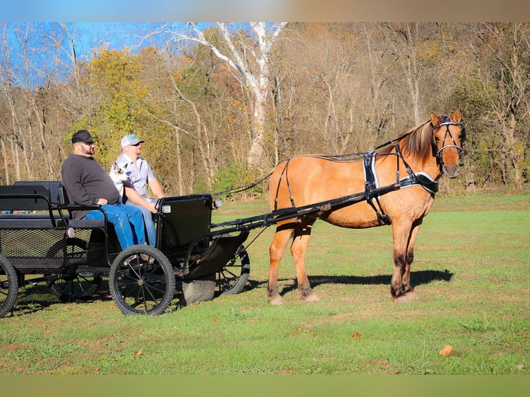 American Quarter Horse Gelding 14 years 14,3 hh Buckskin in Flemingsburg kY