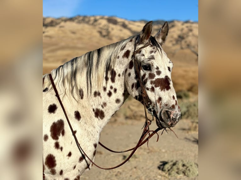 American Quarter Horse Gelding 14 years 14,3 hh Chestnut in Bitterwater CA