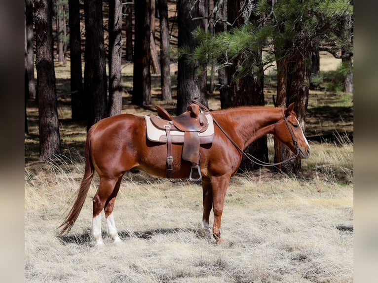 American Quarter Horse Gelding 14 years 14,3 hh Chestnut in Cottonwood AZ