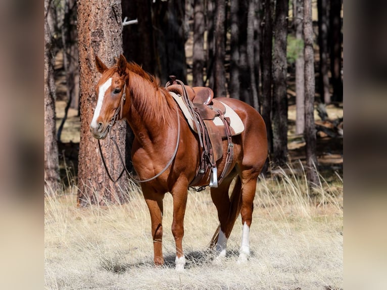American Quarter Horse Gelding 14 years 14,3 hh Chestnut in Cottonwood AZ