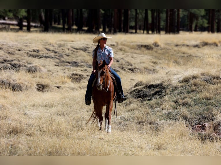 American Quarter Horse Gelding 14 years 14,3 hh Chestnut in Cottonwood AZ