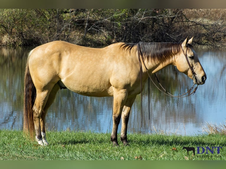 American Quarter Horse Gelding 14 years 14,3 hh Dun in Henderson