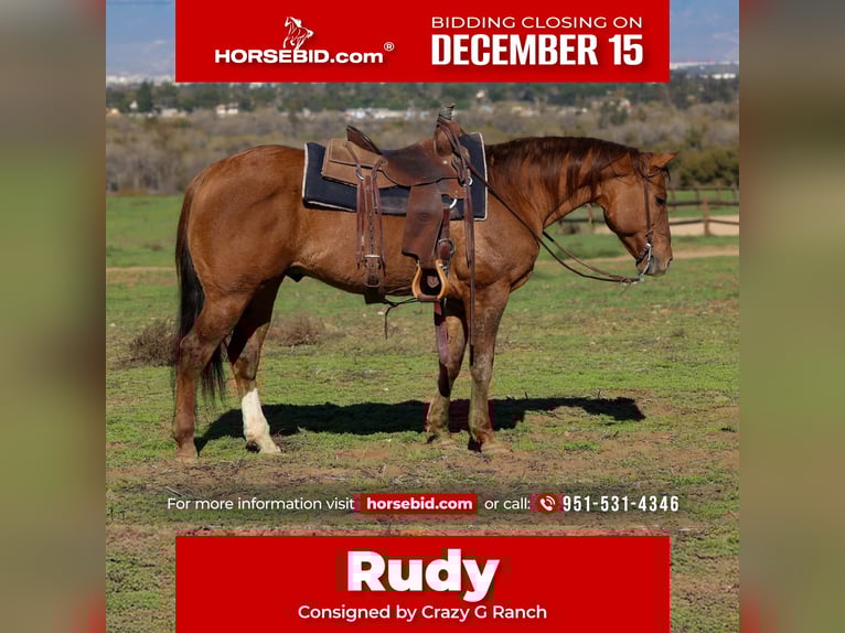 American Quarter Horse Gelding 14 years 14.3 hh Dun in Norco