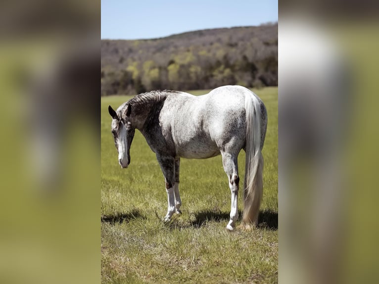 American Quarter Horse Gelding 14 years 14,3 hh Gray in Mt HOpe AL