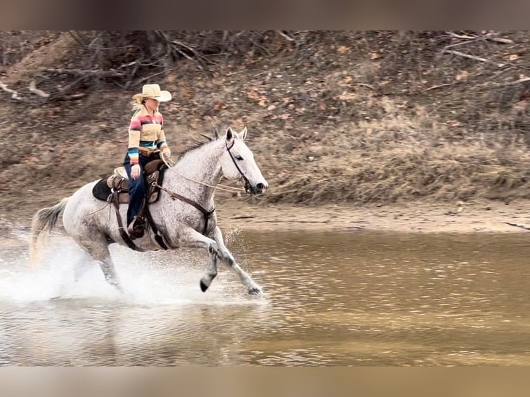 American Quarter Horse Gelding 14 years 14,3 hh Gray in Ravenna TX