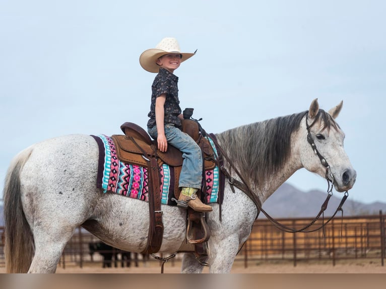 American Quarter Horse Gelding 14 years 14,3 hh Gray in Wickenburg AZ