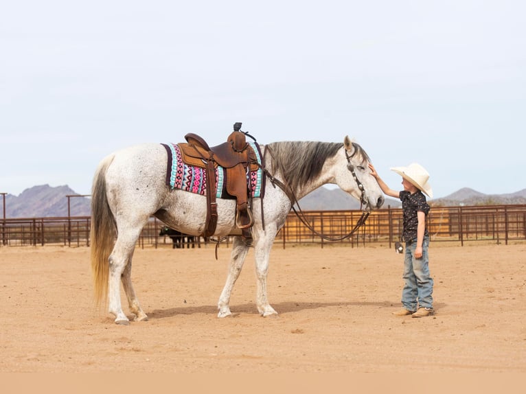 American Quarter Horse Gelding 14 years 14,3 hh Gray in Wickenburg AZ