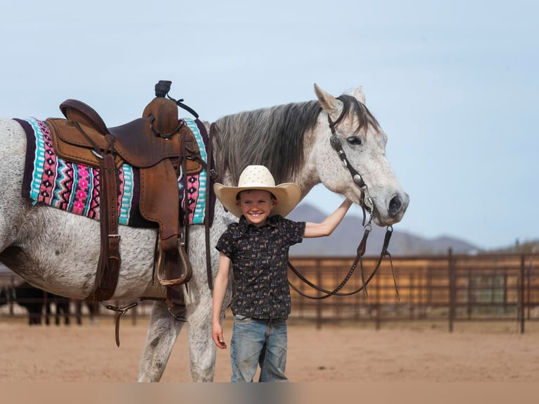 American Quarter Horse Gelding 14 years 14,3 hh Gray in Wickenburg AZ