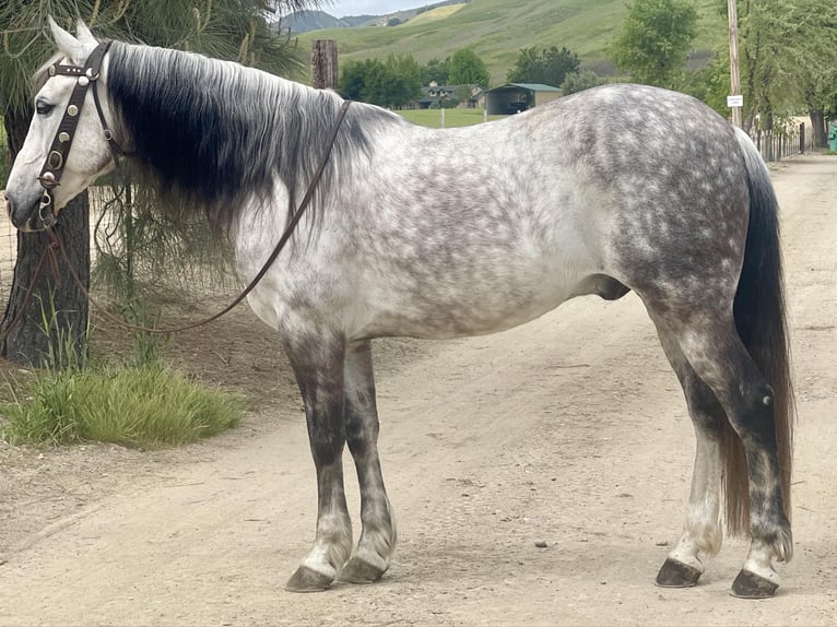 American Quarter Horse Gelding 14 years 14,3 hh Gray in Paicines CA