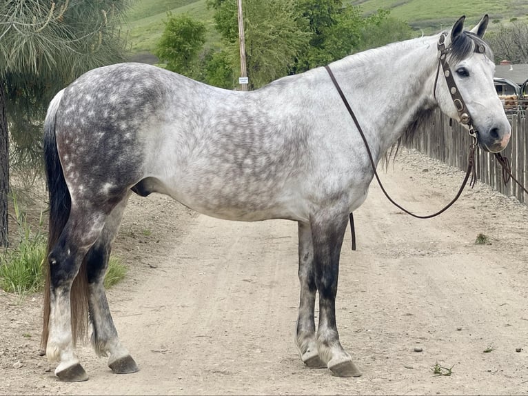 American Quarter Horse Gelding 14 years 14,3 hh Gray in Paicines CA