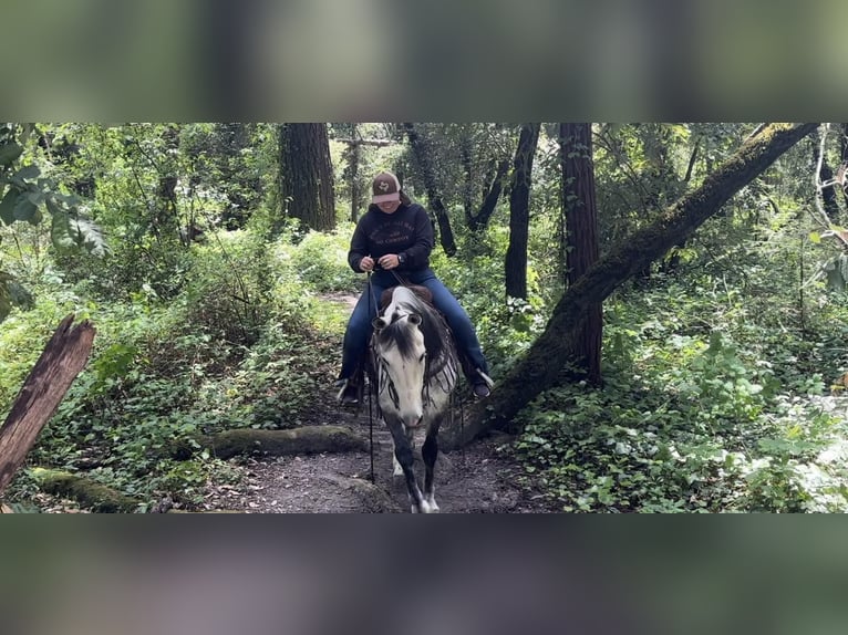 American Quarter Horse Gelding 14 years 14,3 hh Gray in Paicines CA