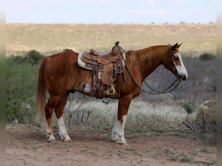 American Quarter Horse Gelding 14 years 14.3 hh Overo-all-colors in Camp Verde AZ