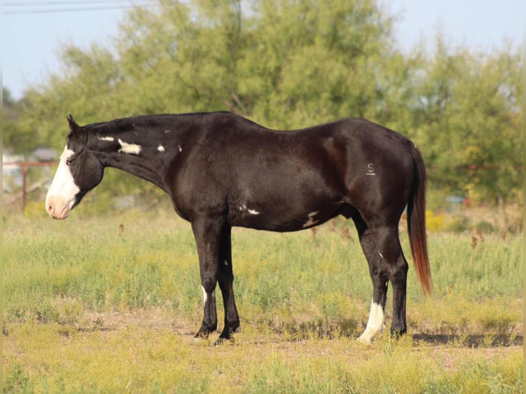 American Quarter Horse Gelding 14 years 14,3 hh Overo-all-colors in Stephenville TX