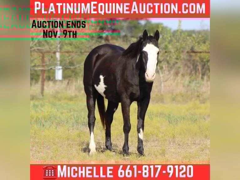 American Quarter Horse Gelding 14 years 14,3 hh Overo-all-colors in Stephenville TX