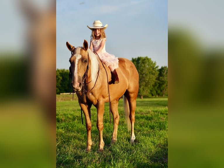 American Quarter Horse Gelding 14 years 14,3 hh Palomino in Valley Springs, SD