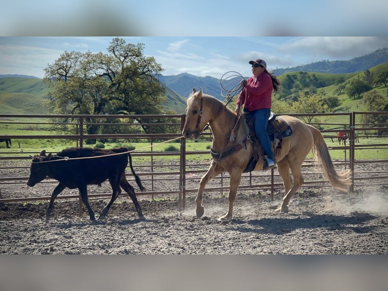 American Quarter Horse Gelding 14 years 14,3 hh Palomino in pAICINES, ca