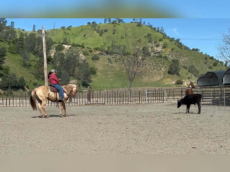 American Quarter Horse Gelding 14 years 14,3 hh Palomino in pAICINES, ca