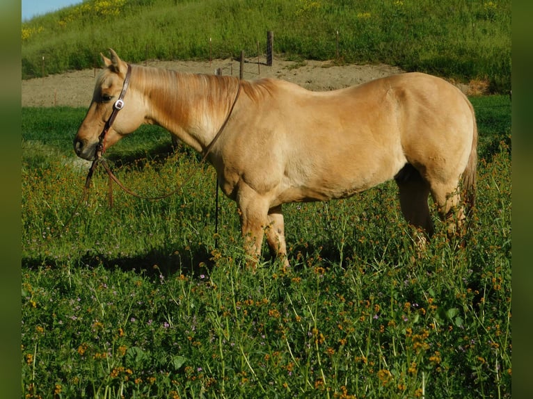 American Quarter Horse Gelding 14 years 14,3 hh Palomino in pAICINES, ca