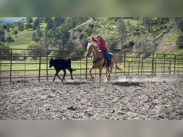 American Quarter Horse Gelding 14 years 14,3 hh Palomino in pAICINES, ca