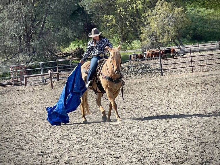 American Quarter Horse Gelding 14 years 14,3 hh Palomino in pAICINES, ca