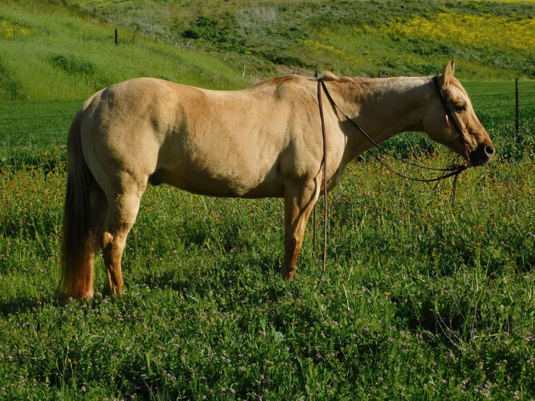 American Quarter Horse Gelding 14 years 14,3 hh Palomino in pAICINES, ca