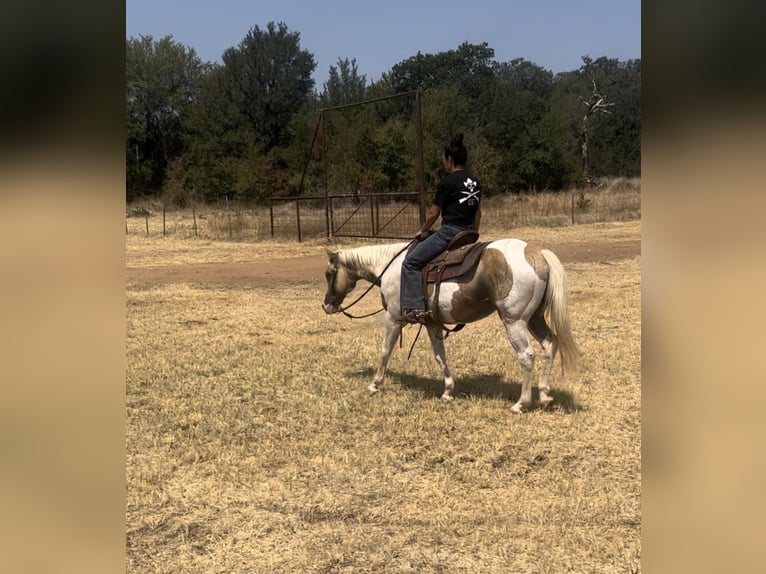 American Quarter Horse Gelding 14 years 14,3 hh Palomino in Weatherford TX
