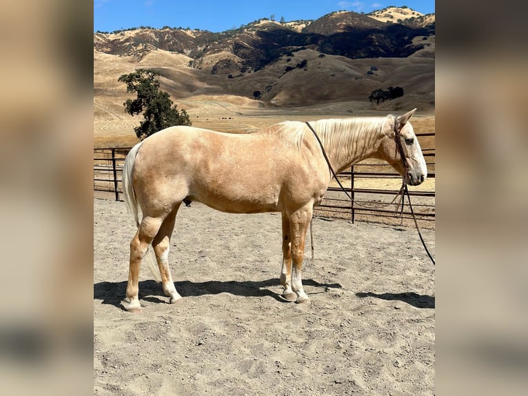 American Quarter Horse Gelding 14 years 14,3 hh Palomino in Bitterwater CA
