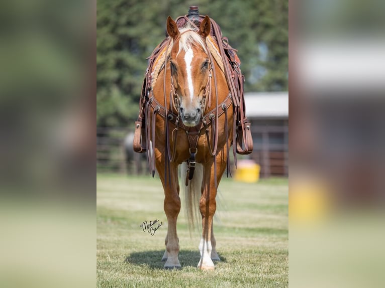 American Quarter Horse Gelding 14 years 14,3 hh Palomino in cannon falls MN