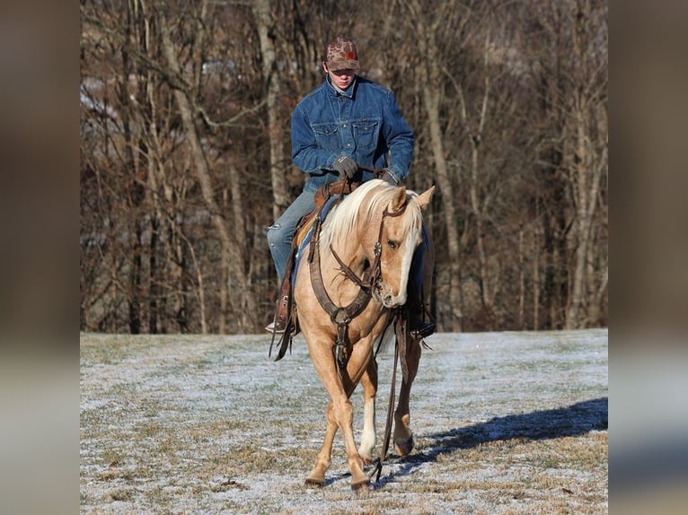 American Quarter Horse Gelding 14 years 14,3 hh Palomino in Somerset KY
