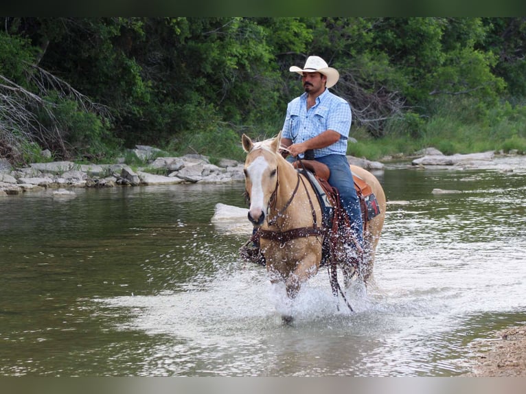American Quarter Horse Gelding 14 years 14,3 hh Palomino in Stephenville TX