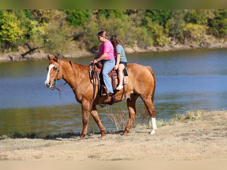 American Quarter Horse Gelding 14 years 14,3 hh Red Dun in Forney