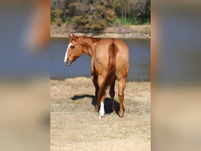 American Quarter Horse Gelding 14 years 14.3 hh Red Dun in Forney