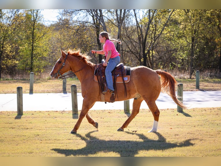 American Quarter Horse Gelding 14 years 14.3 hh Red Dun in Forney