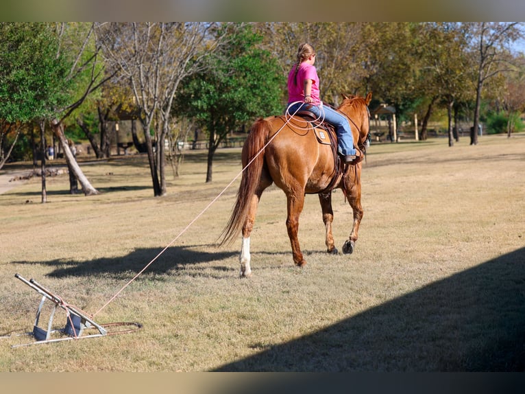 American Quarter Horse Gelding 14 years 14.3 hh Red Dun in Forney