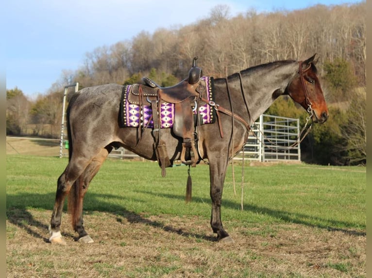 American Quarter Horse Gelding 14 years 14,3 hh Roan-Bay in Mount Vernon Ky