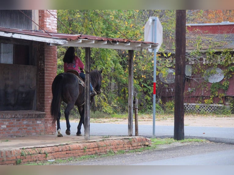 American Quarter Horse Gelding 14 years 14,3 hh Roan-Bay in Rusk TX