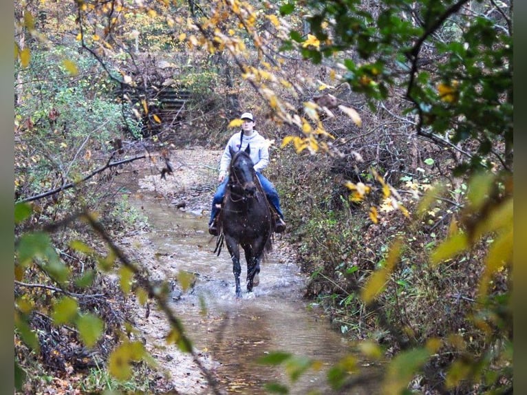 American Quarter Horse Gelding 14 years 14,3 hh Roan-Bay in Rusk TX