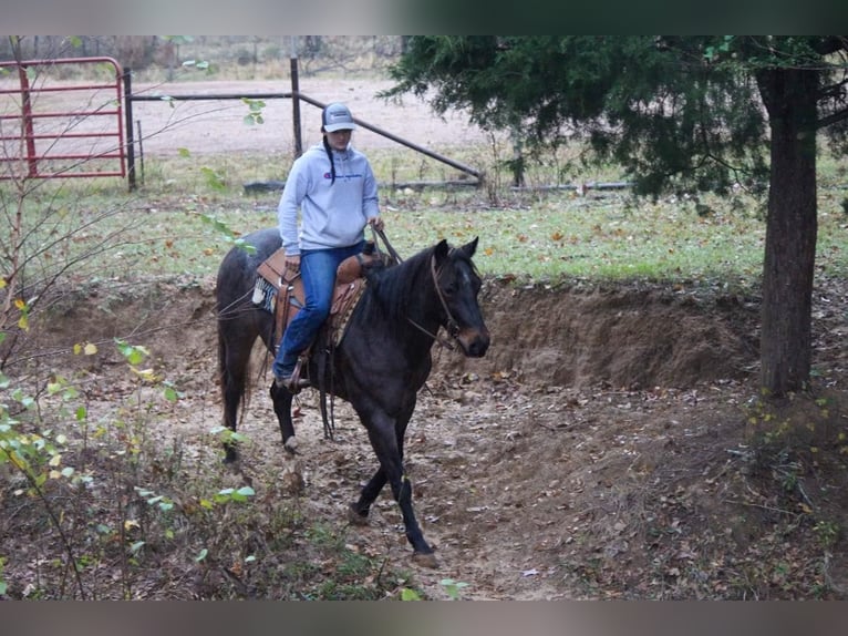 American Quarter Horse Gelding 14 years 14,3 hh Roan-Bay in Rusk TX