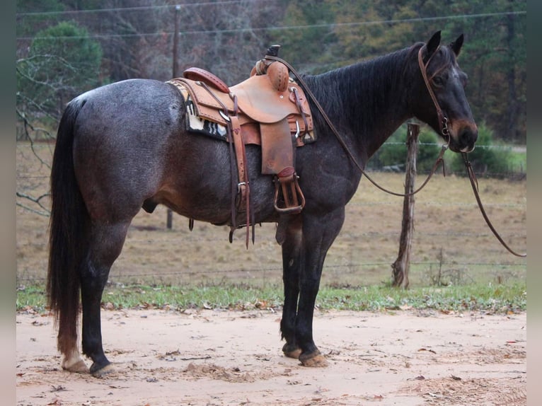 American Quarter Horse Gelding 14 years 14,3 hh Roan-Bay in Rusk TX