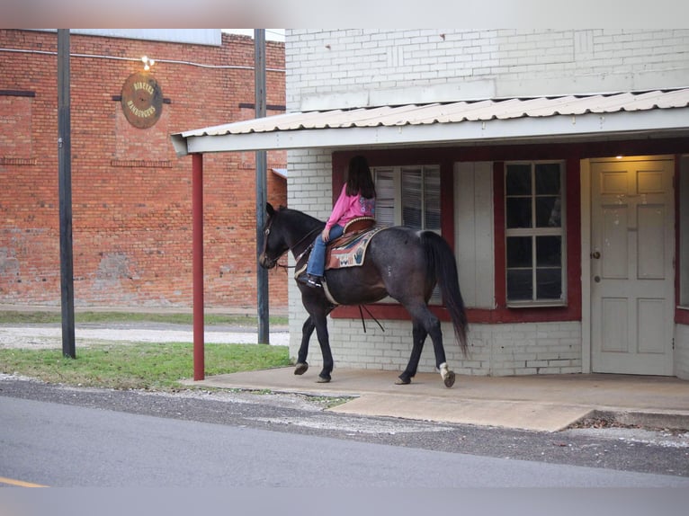 American Quarter Horse Gelding 14 years 14,3 hh Roan-Bay in Rusk TX