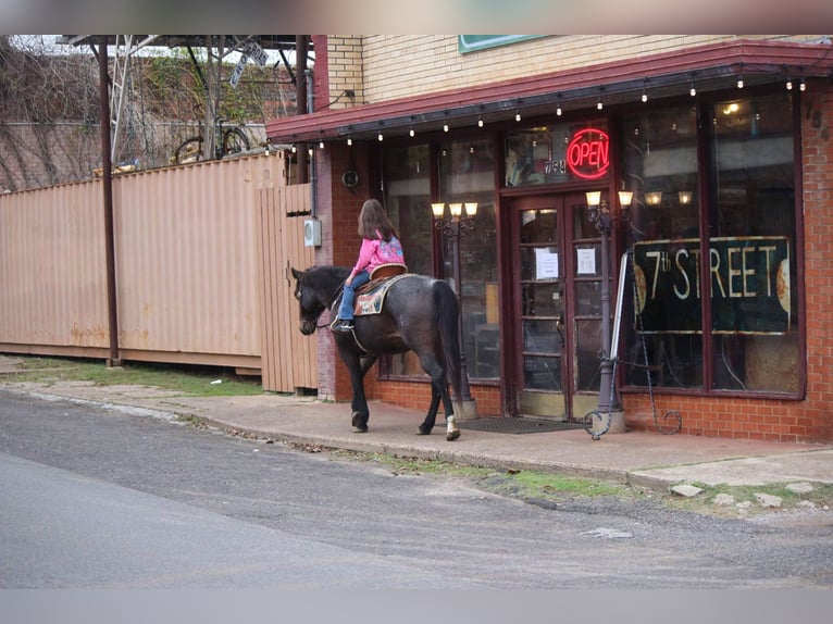 American Quarter Horse Gelding 14 years 14,3 hh Roan-Bay in Rusk TX