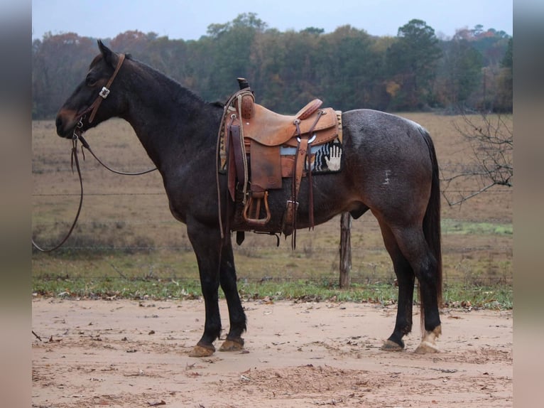 American Quarter Horse Gelding 14 years 14,3 hh Roan-Bay in Rusk TX