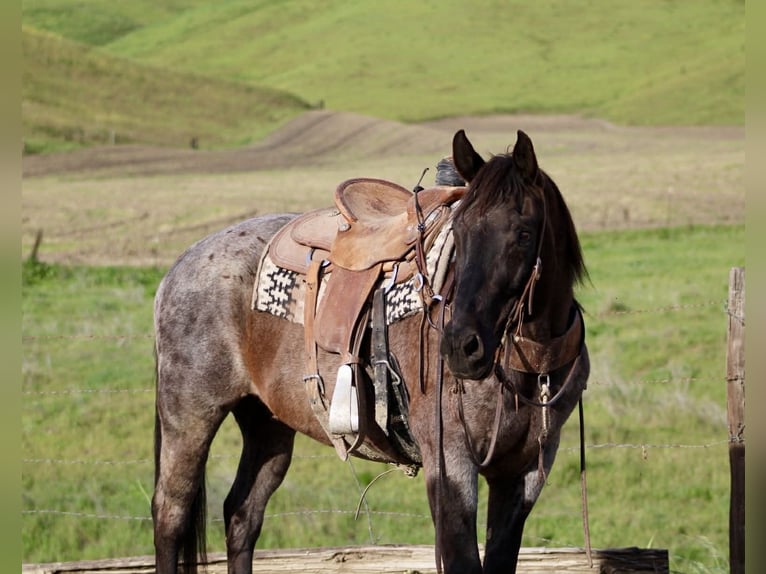 American Quarter Horse Gelding 14 years 14.3 hh Roan-Blue in King City