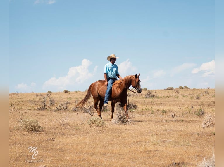 American Quarter Horse Gelding 14 years 14,3 hh Roan-Red in Caldwell, ID