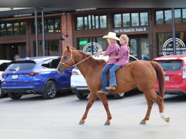 American Quarter Horse Gelding 14 years 14,3 hh Sorrel in Joshua, TX