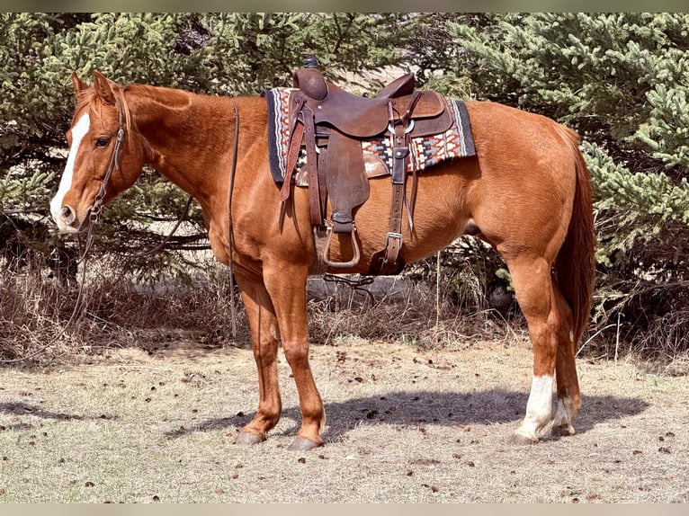 American Quarter Horse Gelding 14 years 14,3 hh Sorrel in Cannon Falls, MN